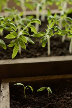 Farklı ahşap kutularda iki küçük domates filizleri ve büyük filizler tohumlardan toprakta yetişiyor. Mutfak bahçesine nakil için evde sebze yetiştiriyorum. Tarım endüstrisi.