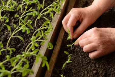 Bahçıvanın elleri yakın plan nakli. Küçük domates fideleri yan yana toprak dolu ahşap bir kutuya konur. Mutfak bahçesi için evde sebze yetiştiriyorum. Tarım endüstrisi ve sağlıklı gıda.