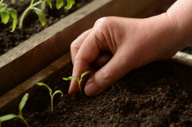 Bahçıvanın eli yan yana küçük domates fidanlarını topraklı ahşap kutuya nakleder. Gelecekte hasat etmek için mutfak bahçesinde sebze yetiştirmek. Ekolojik koşullar