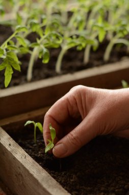 Bahçıvanın eli tohumlardan yetişen küçük domates fidanlarını ekolojik koşullarda yan yana büyüterek dünyayla birlikte ahşap bir kutuya yerleştirir. Mutfak bahçesi için evde sebze yetiştiriyorum..