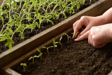 Bahçıvanın elleri, küçük domates fidanlarını birer birer, gelecekte sebze bahçesine nakledilmek üzere kara toprağın olduğu ahşap bir kutuya koyuyor. Tarım endüstrisi ve sağlıklı gıda.