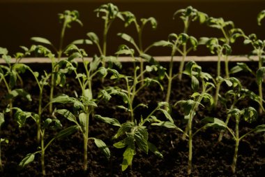 Genç yeşil domates filizleri, kara toprakta, güneş altında ahşap kutuda büyüyor. Evde tohumlardan sebze yetiştiriyorlar. Tarladaki mutfak bahçesi için tohumlar. Tarım endüstrisi.