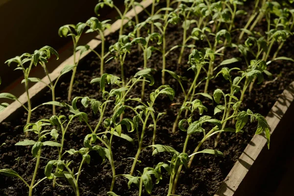 Genç yeşil domates filizleri, tahta kutunun içinde güneşin altında yetişiyor. Evde tohumlardan sebze yetiştiriyorlar. Tarım alanındaki mutfak bahçesine naklediliyor. Tarım endüstrisi.
