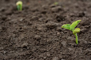 Evdeki mutfak bahçesindeki tohumlardan taze taze fasulye filizlenir. Çiftlikte sebze ve baklagil yetiştirmek tarım ve tarım endüstrisi kompleksinin bir parçasıdır. Fasulye fideleri..