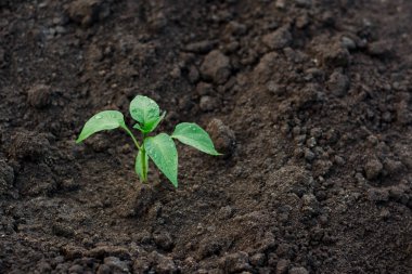 Biber tohumları. Siyah topraktan bir mutfak bahçesinde yağmur yağdıktan sonra yaprakların üzerine su damlası damlayan taze yeşil biber filizleri. Çiftlikteki sebzeler tarım ve tarım endüstrisi kompleksinin bir parçasıdır.