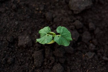 Genç yeşil fasulye filizi mutfak bahçesindeki topraktan yakın plan büyür. Evde ekolojik koşullarda baklagiller ve sebzeler yetiştiriyor. Tarım endüstrisi kompleksinin bir parçası olarak tarım bitkileri.
