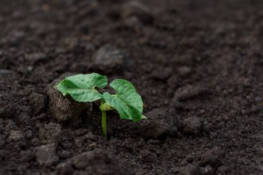 Genç yeşil fasulye filizi mutfak bahçesindeki kara topraktan yetişiyor. Yurtiçi kullanım için ekolojik koşullarda evde baklagiller ve sebzeler yetişiyor. Tarım endüstrisi kompleksi.