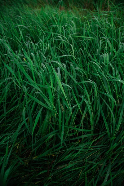 夏の雨の後 水の滴と新鮮な緑のジューシーな背の高い若い草のクローズアップのフィールド 公園内の地面の植生の質感 — ストック写真