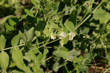Çiçekli bezelyeler. Mutfak bahçesinde güneşli bir günde yeşil saplı ve yapraklı küçük bir bezelye çiçeği. Evde ya da çiftlikte sebze yetiştirmek yemek ve yemek yapmak için..