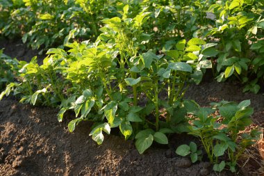 Genç, yeşil patates filizleri mutfak bahçesinde ya da yerden gelen tarlalarda sıra sıra yetişir. Evde ve çiftlikte sebze yetiştiriyorum. Tarım endüstrisi kompleksi ve tarım.