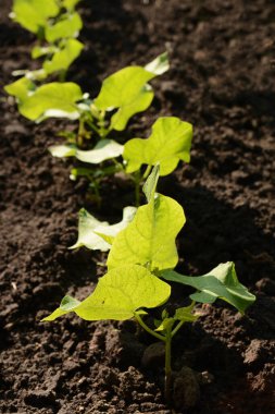 Güneşli bir günde ekili bir arazide bir sıra taze yeşil fasulye filizlenir. Mutfak bahçesinde sebze yetiştiriyorum. Yemek yapmak için sağlıklı besinler ve malzemeler. Tarım endüstrisi ve tarım