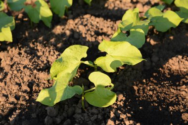 Genç yeşil fasulye filizleri, güneşli bir günde bir mutfak bahçesinde yetiştirilmiş topraklarda yetişir. Evde sebze yetişiyor. Sağlıklı vejetaryen yemekleri ve yemek malzemeleri..