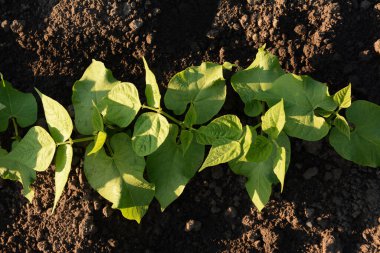 Evdeki sebze bahçesindeki ekilmiş kara topraktan büyüyen bir dizi taze fasulye. Mutfak bahçenizde sağlıklı yiyecekler. Tohumdan yetişen taze taze yeşil fasulye yaprakları..
