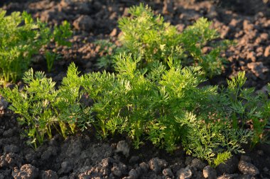 Evdeki sebze bahçesinde havuç filizleri yetişiyor. Tarlada yeşil, taze, taze havuç sıraları. Mutfak bahçenizde sağlıklı yiyecekler. Tarım endüstrisi kompleksi ve tarım.