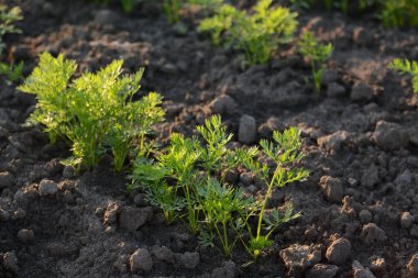 Tarlada yeşil, taze, taze havuç filizleri. Havuçlar evdeki sebze bahçesindeki kara topraktan yetişiyor. Mutfak bahçenizde sağlıklı yiyecekler.