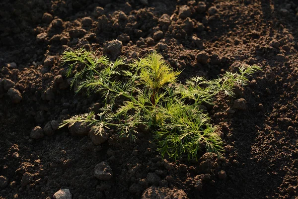 Pequeno Arbusto Verde Endro Cresce Solo Preto Nos Jardins Cozinha — Fotografia de Stock