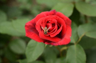 Bir arı, bir gül çiçeğinin açık kırmızı tomurcuğunun üzerinde oturuyor ve onu yeşil yapraklardan oluşan bir arka planda tozlaştırıyor. Flora ve Fauna, bitkiler ve böcekler doğada birlikte yaşar..