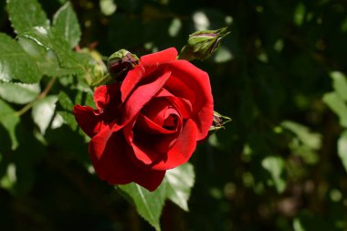 Hassas kırmızı gül tırmanma çiçek ve açılmamış tomurcuklar bir yaz günü güneşin altında bir bahçede yeşil yapraklar yakın plan. Botanik, çiçekler ve bitkiler bir serada yetişir.. 