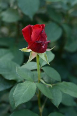 Bahçede yetişen yeşil yapraklardan oluşan bir arka planda kırmızı bir gülün narin kokulu tomurcuğunun yakın çekimi. Botanik, çiçekler ve bitkiler bir serada yetişiyor. Sevgililer Günü hediyesi..