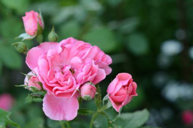 Bahçede yetişen yeşil bir arka planda tomurcukları olan güzel, sulu pembe gül çiçeği. Evde çiçek yetişiyor..