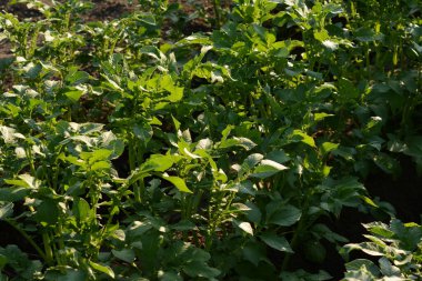 Güneşli bir yaz gününde patates tarlası. Bahçede sebze yetiştiriyor. Genç yeşil patates filizleri çiftlikte yetişir..