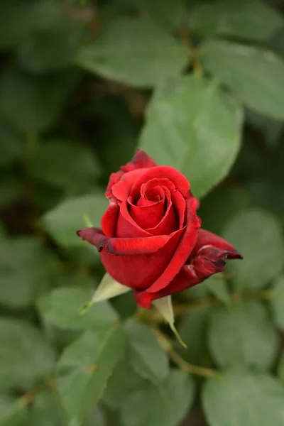 Red Rose Bud Close Background Green Leaves Garden Botany Plants — Stock Photo, Image