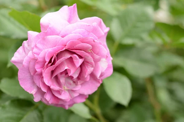 Beautiful Lush Tender Fragrant Purple Rose Bud Close Background Green — Stock Photo, Image