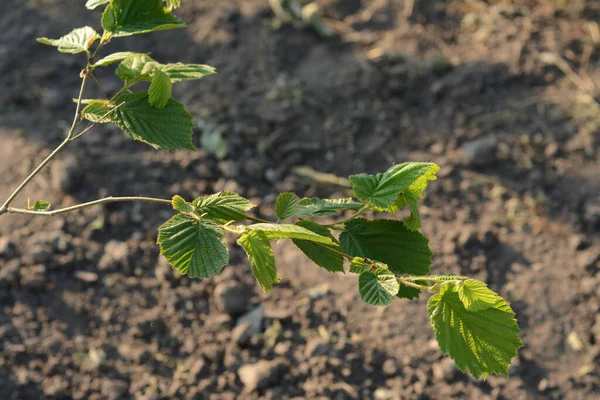 Young Branch Hazel Tree Green Leaves Sunny Summer Day Ground — Stock Photo, Image