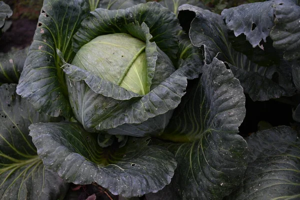 大白菜绿色的头和树叶的特写 在家里或田里种植蔬菜 秋天收获蔬菜 农工综合体和农业 素菜健康食品 — 图库照片