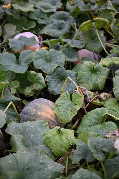 Pumpkin field. Growing vegetables at home in the kitchen garden or in the field. Ripe pumpkins lie on the ground among green leaves before harvest in autumn. Agro-industrial complex and agriculture.
