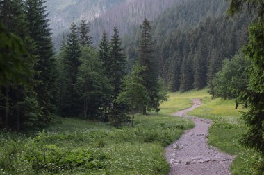 Dağ sisli ormanında yol. Kasvetli mistik kozalaklı bir ormanda yürüyüş yapmak. Sabah sisi