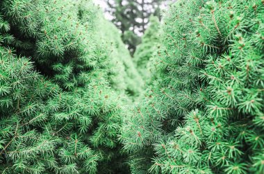 Seçici odaklanma. İki sıra arasında duran köknar ağaçlarının bulanık arkaplanı, ortada kapanıyor.