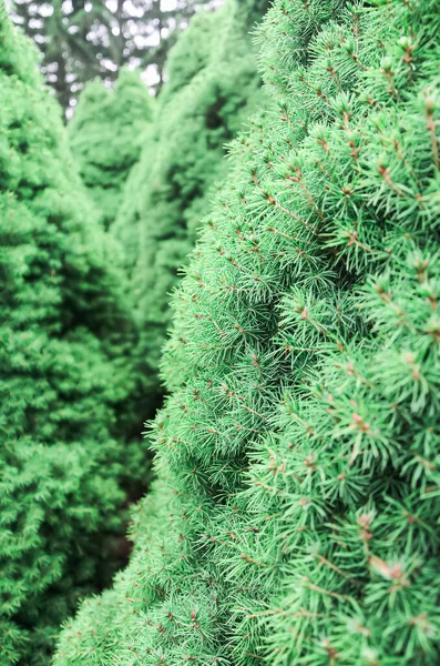 Sebaris Pohon Cemara Berturut Turut Memanjang Kedalaman Ranting Hijau Halus — Stok Foto