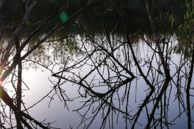 Bataklık bölgesindeki yoğun çalılıkların siluetleri. Batan güneşin arka ışığına karşı dalların muhteşem yansıması