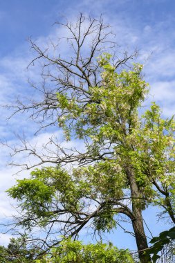 Donanma gökyüzünde kuru bir tepe ile açmakta olan akasya. Dallardan oluşan kaotik bir bağ.