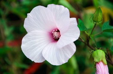 Hibiscus Laevis 'in çiçek açan beyaz çiçeği ve yakınlarda solmuş yeşil bir bitki örtüsüne karşı.
