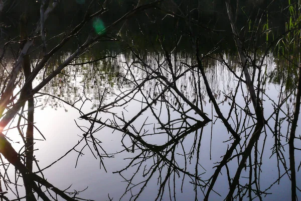 Bataklık bölgesindeki yoğun çalılıkların siluetleri. Batan güneşin arka ışığına karşı dalların muhteşem yansıması