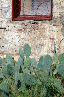 Bordo bir pencerenin altında sarı kireçtaşı ve boya damlalarından oluşan dikenli armut kaktüsleri.