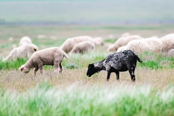 Gespot Zwart Wit Schaap Omringd Door Witte Schapen Een Groene — Stockfoto