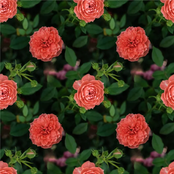 Seamless Pattern Cute Pink Roses — Stock Photo, Image