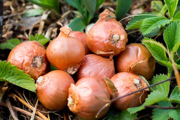 Doğal bahar yeşilliğinin arka planında yuvarlak altın soğan, yararlı bitki vitaminleri, soğan tohumları, bahar sebze bahçesi, sebze bahçesi, metin kopyalamak için bir yer.