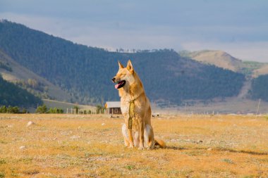 Baykal Gölü 'nün arka planında bej renkli bir köpek.