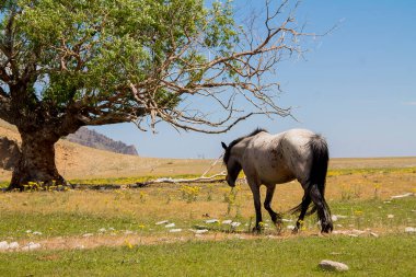 Yeşil bir çayırda başı dönük duran gri ve kahverengi bir at, arka planda bir nehir ve dağlar görülebilir. Otlaktaki at
