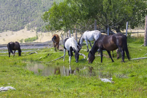 Gray Brown Horse Standing Green Meadow Its Head Turned River — Stock Fotó