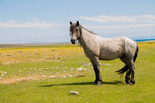 Gray Brown Horse Standing Green Meadow Its Head Turned River — Stock Photo, Image