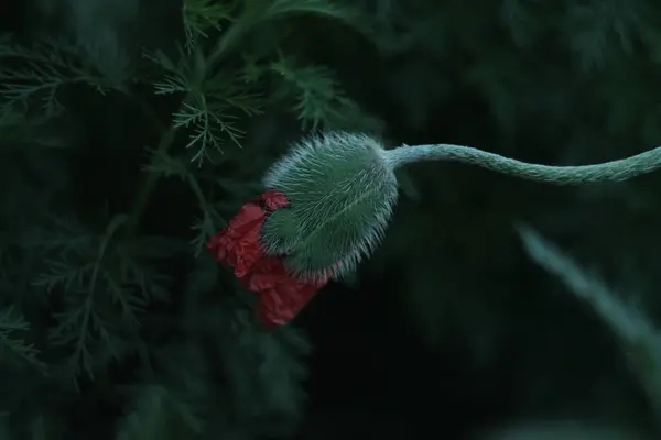 Kahrolası kırmızı haşhaş. Tarladaki bir tanesi gelincik çiçeği. Yaz.