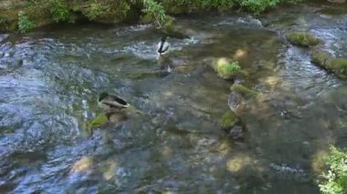 Krka Nehri üzerinde uyuyan ördek Ulusal Parkı