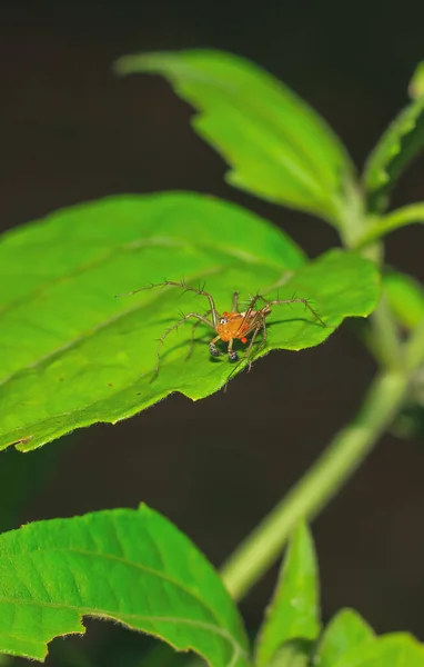 Aranha Lynx Oxyopidae Sentada Uma Folha Verde Oxyopes Shweta Uma — Fotografia de Stock