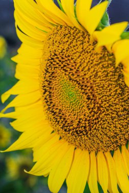 Ayçiçeği doğal arka plan. Çiçek açan ayçiçeği. Duvar kağıdı için ayçiçeğinin yakın plan görüntüsü.