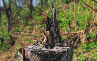 Eski ağaçlardan filizlenen yeni yaşam konsepti. Yeni bir başlangıç ya da iş geliştirme sembolü sembolik.